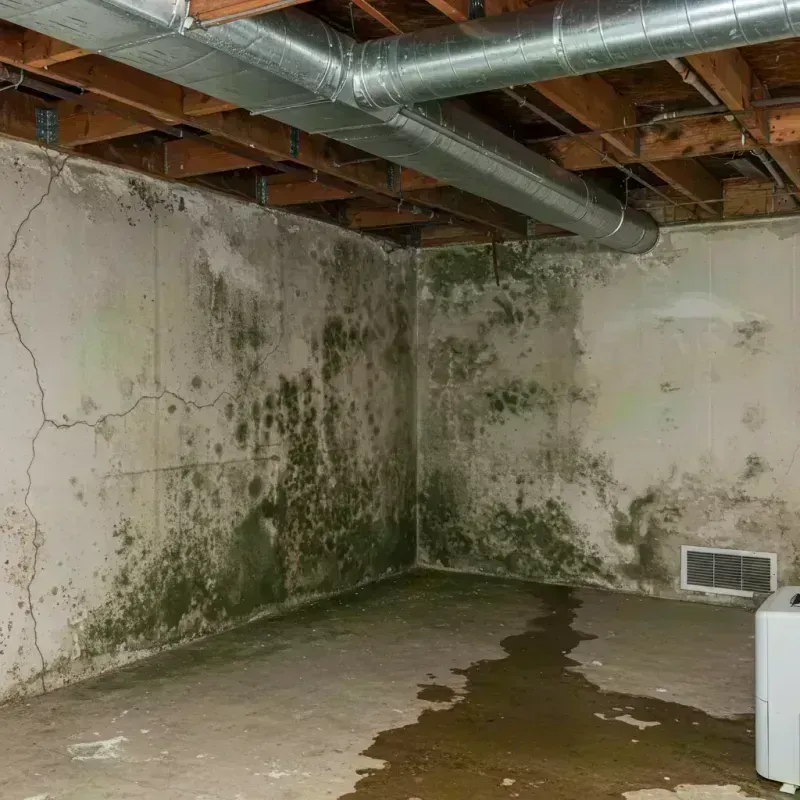 Professional Mold Removal in Energy, IL